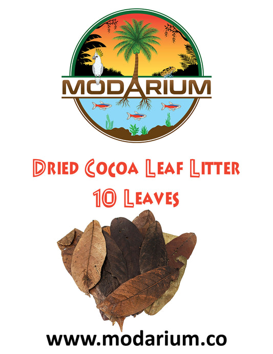 Dried Cocoa Leaf Litter