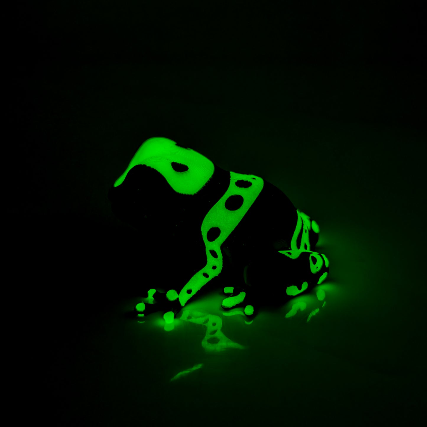 Glow in the Dark Dendrobates Leucomelas Frog