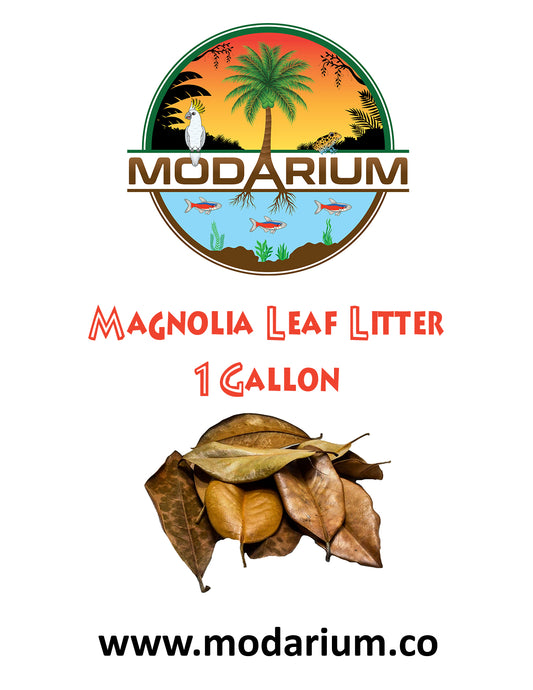 Magnolia Leaf Litter (1 Gallon)