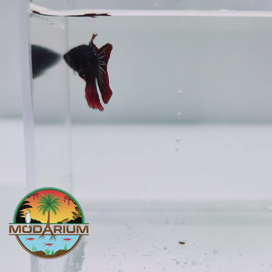 Black Ghost Vampirica Female Betta