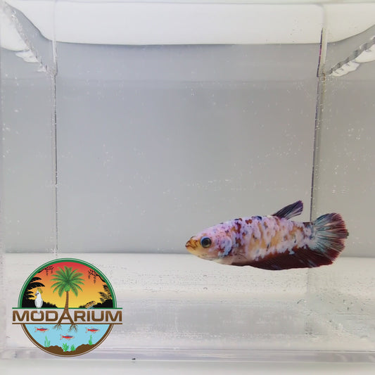 Guardian Galaxy Female Betta