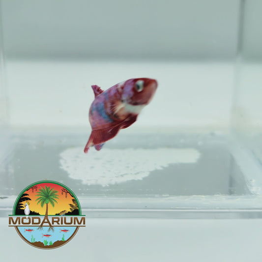 Emerald Candy Female Betta