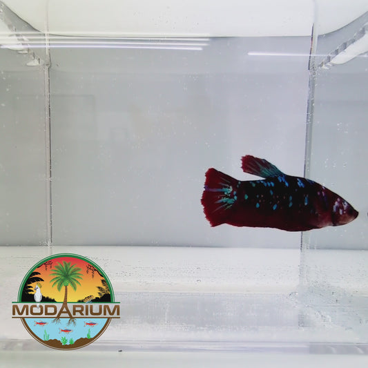 Black Base Nemo Female Betta