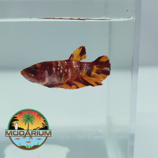 Giant Nemo Copper Female Betta