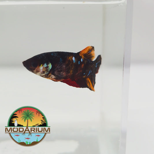 Emerald Black Candy Female Betta