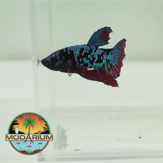 Blue Jewel Galaxy Male Betta