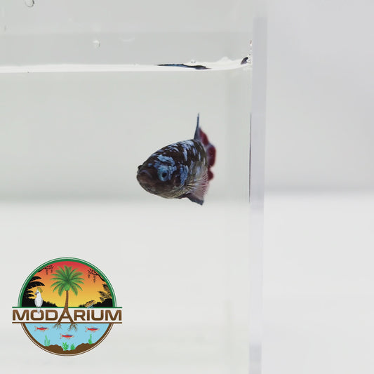 Blue Jewel Galaxy Female Betta