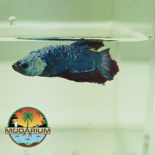 Blue Venom Purple Male Betta